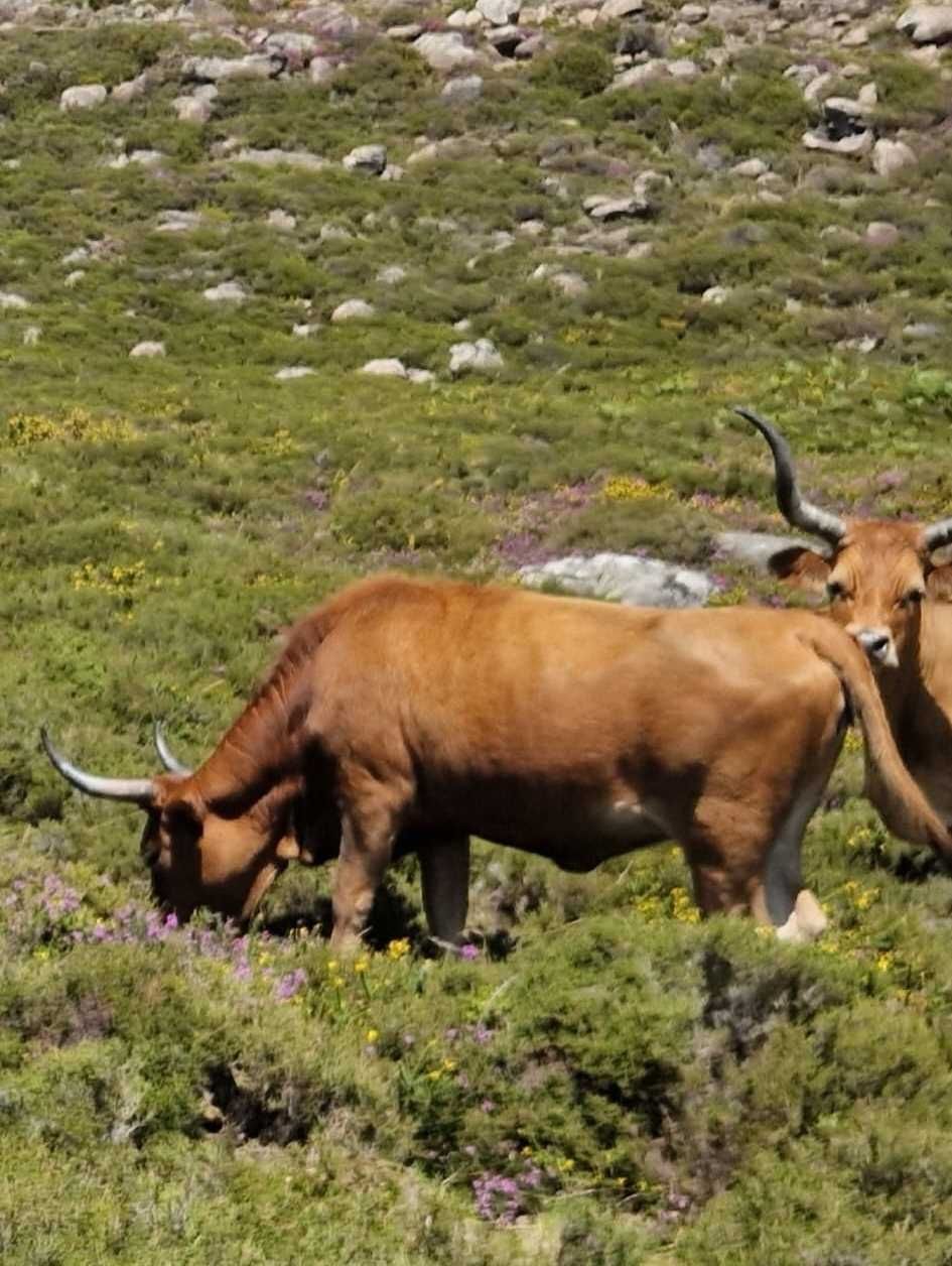 Oportunidade: Venda de 5 Vacas e 1 Touro Raça Barrosã + 1 Vaca Cruzada