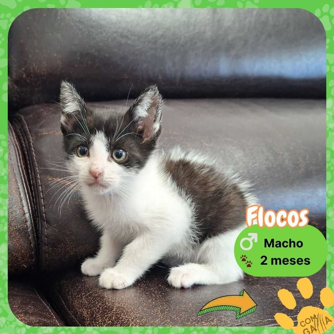 Gatinhos para adoção