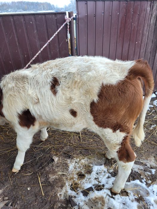 Jałówka mięsna  odsadek simental