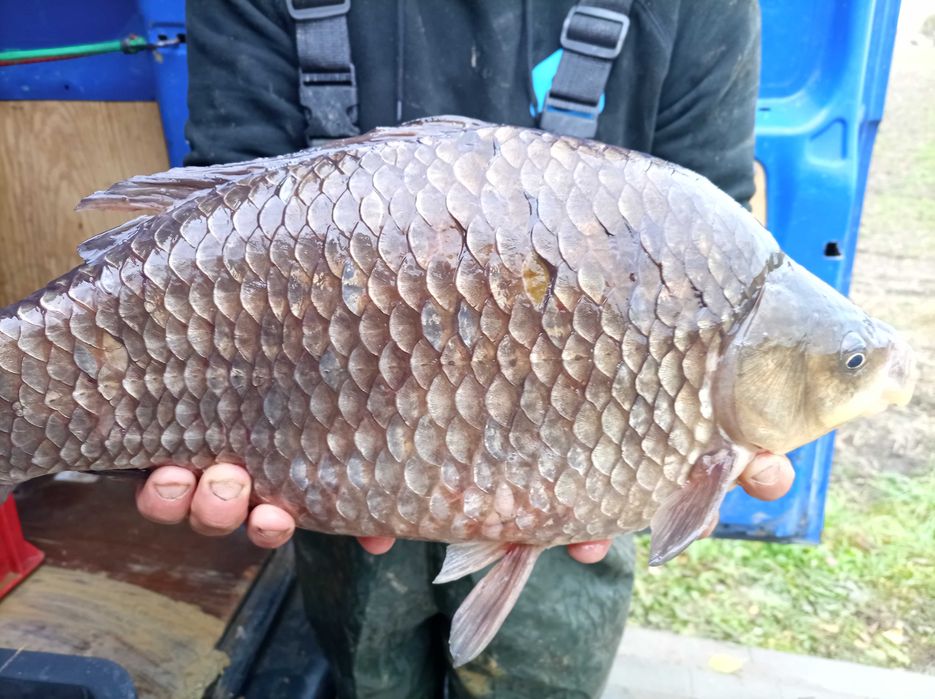 Duży karaś 1,5 - 3 kg japoniec karaś srebrny lin szczupak karp tolpyga