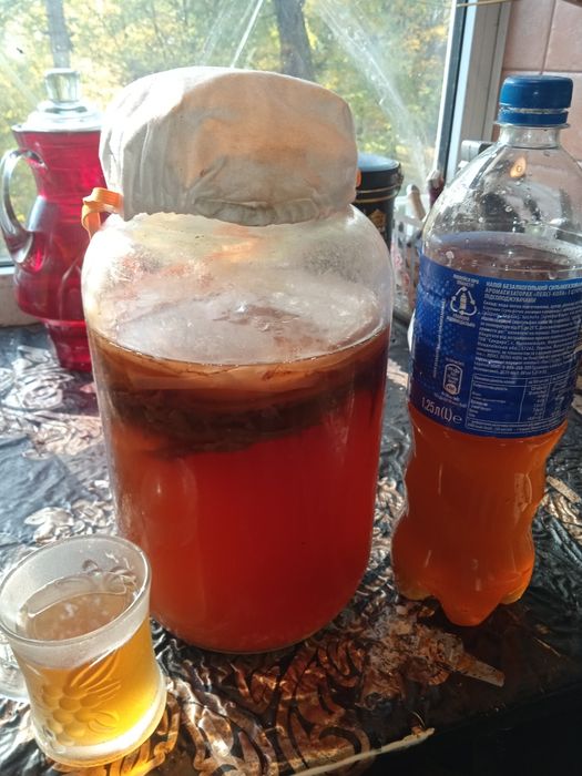 Чайный гриб камбуча недорого.