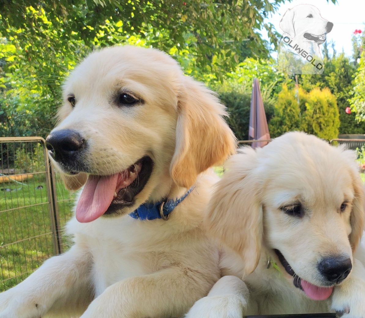 Golden retriever ZKwP FCI