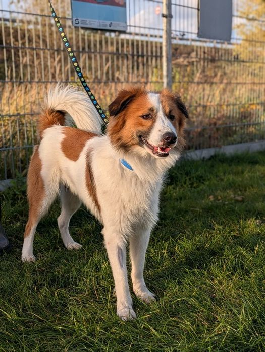 Puszek z duszą border collie do adopcji