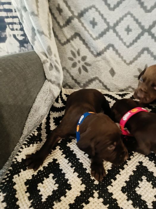 Piesek wyżeł niemiecki krótkowłosy