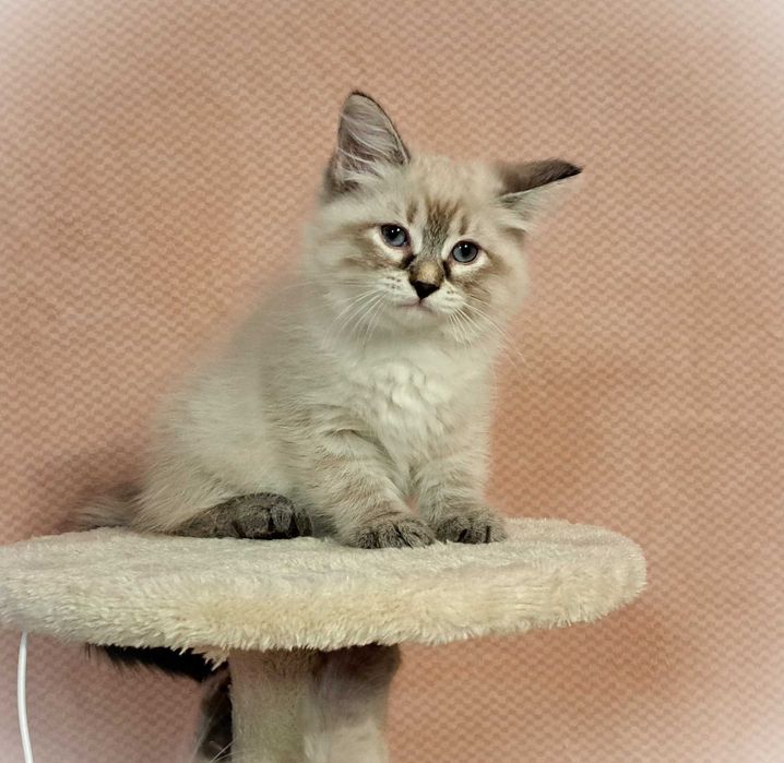 Koteczka Syberyjska Neva Masquerade – Greta, brązowa obróżka PZF