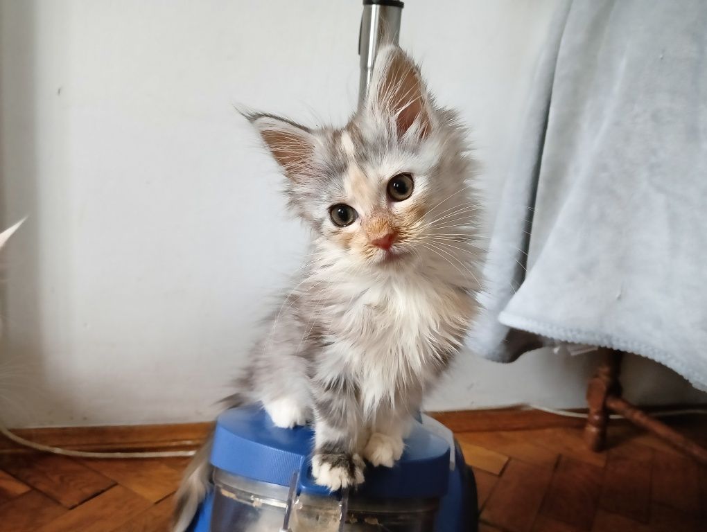 Maine coon kotka srebrzysta szylkretka rodowód FPL