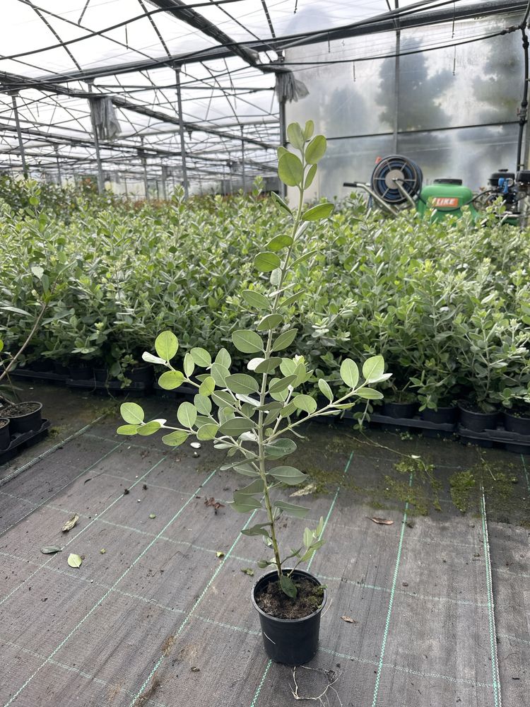 Metrosideros Excelsa 50/100/150/200cm