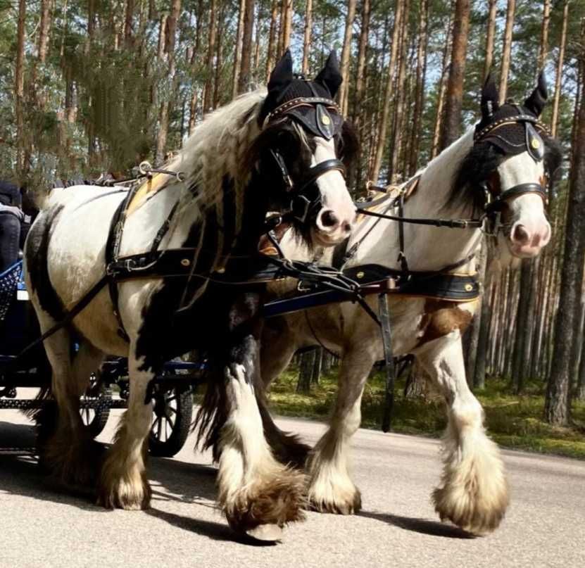 Klacz/Tinker/Grypsy Cob