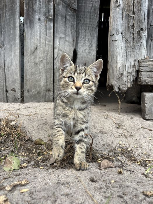 Oddam kotki kotek i kociczka szukaja nowego domu