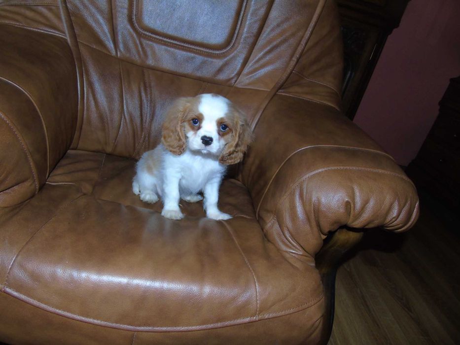 Cavalier King Charles Spaniel chłopiec