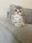 British Longhair