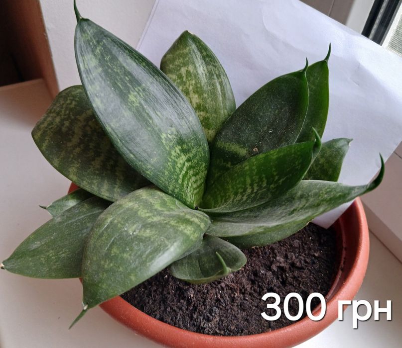 Рослини кімнатні