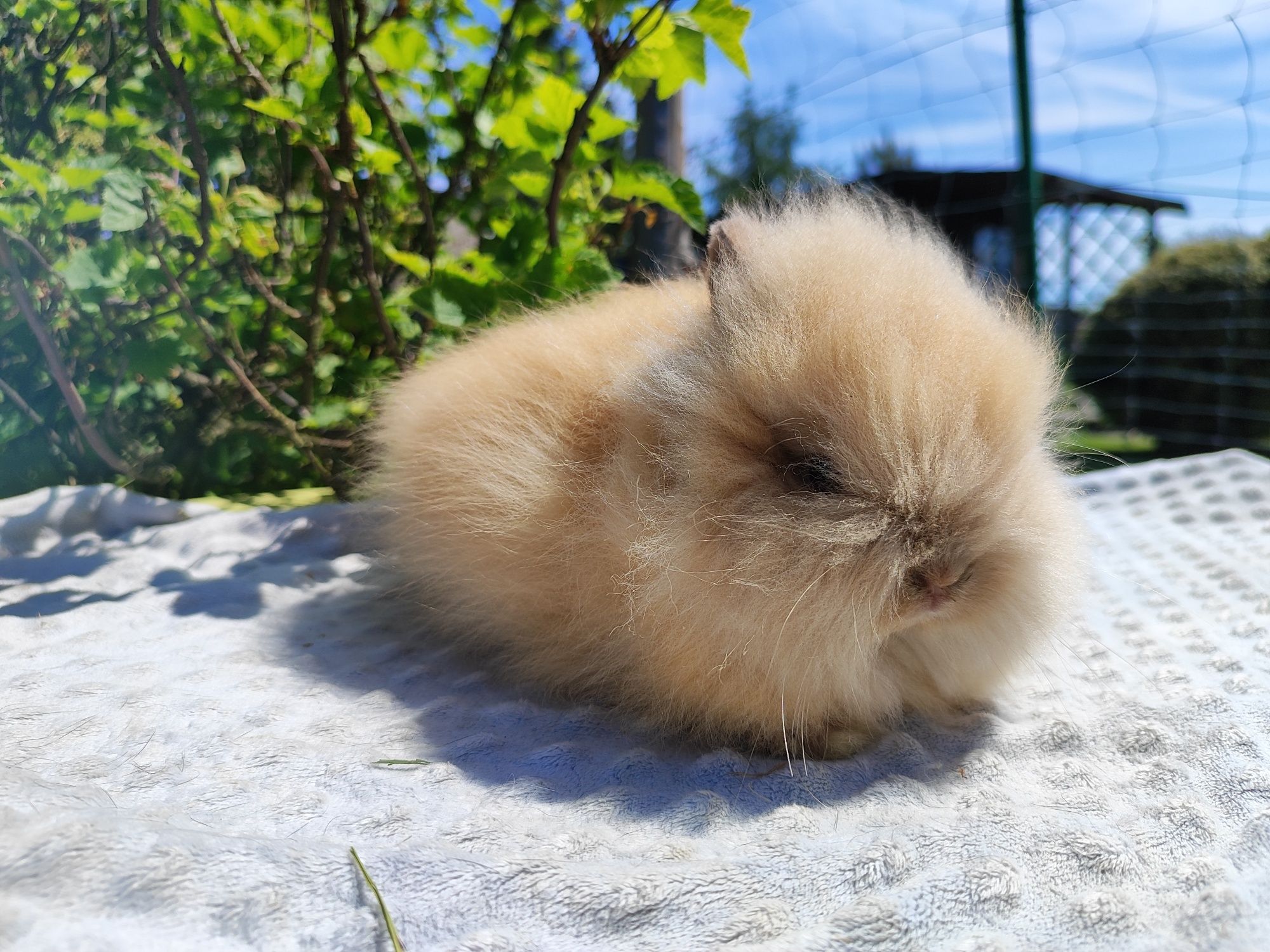 Karzełek teddy rasowy metryka legalna hodowla królik miniaturka