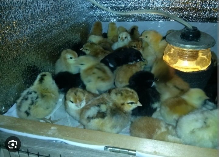 Продам домашніх циплят