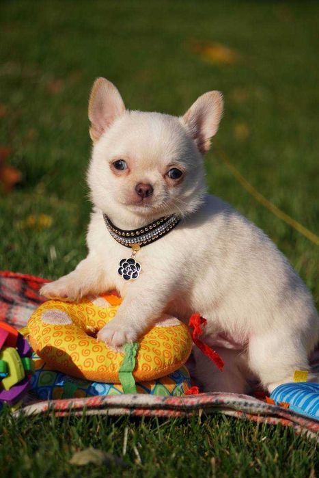 Девочки чихуашешки