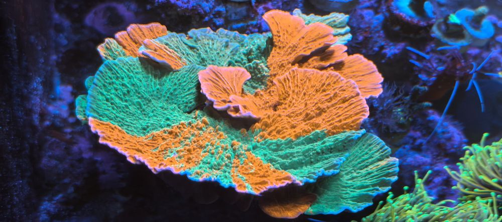 Montipora talerzowa grafted green - red