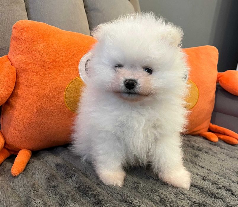 POMERANIAN - piękny, biały chłopak