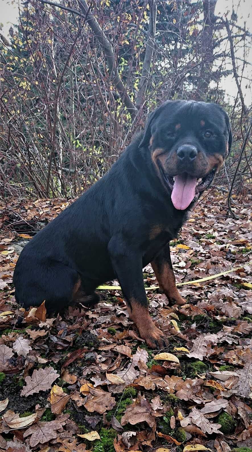 Nergal: młodziak rottweiler, grzeczny, wypatruje domu z ogrodem