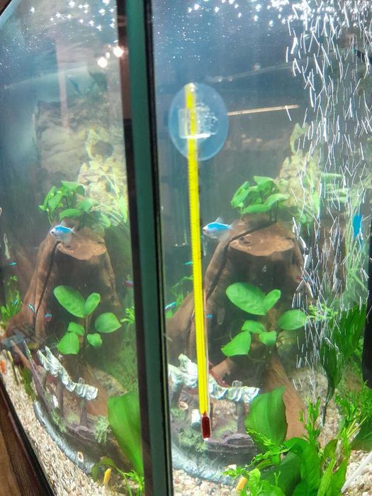 Szklany Termometr Akwariowy Jeneca AT03 Cienki,Wodoszczelny Przyssawka