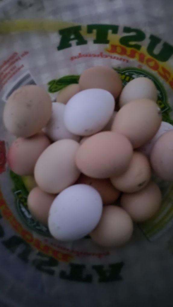 Jajka legowe mix.