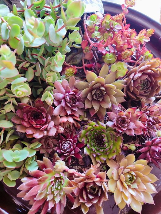 Набір молодил + очиток в подарунок