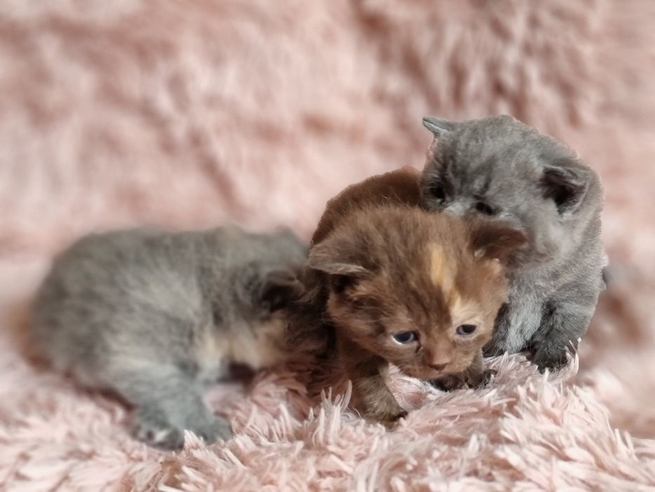 Kocięta kotki krótko włosem do rezerwacji