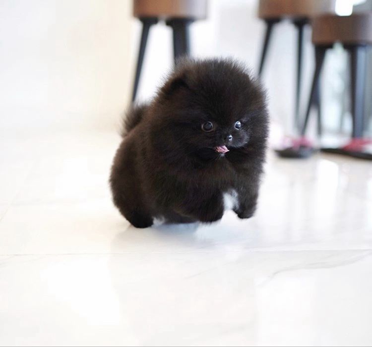 Черная жемчужина. Супер мини мальчик. Шпиц