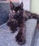 Maine Coon czarna kotka polydaktyl, rodowód