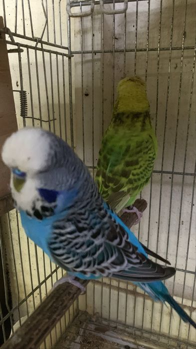 Um casal piriquitos ingles de bom porte pronto a criar e macho sozinho