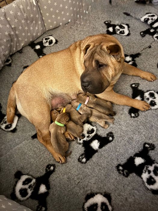 Shar Pei FCI- Zapowiedź Miotu