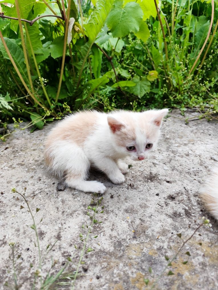 Віддам кошенят 2 міс дівчинка хлопчик котик