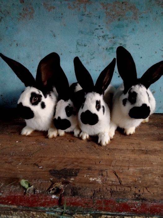 Строкачи самці самки