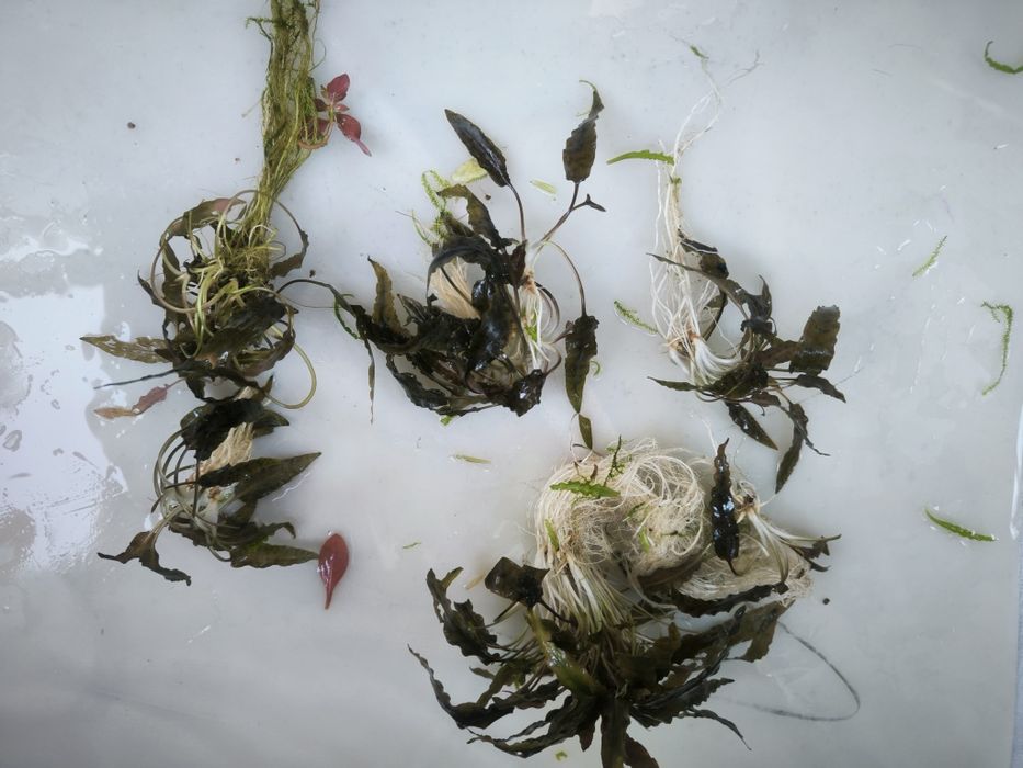 Cryptocoryne Rubella