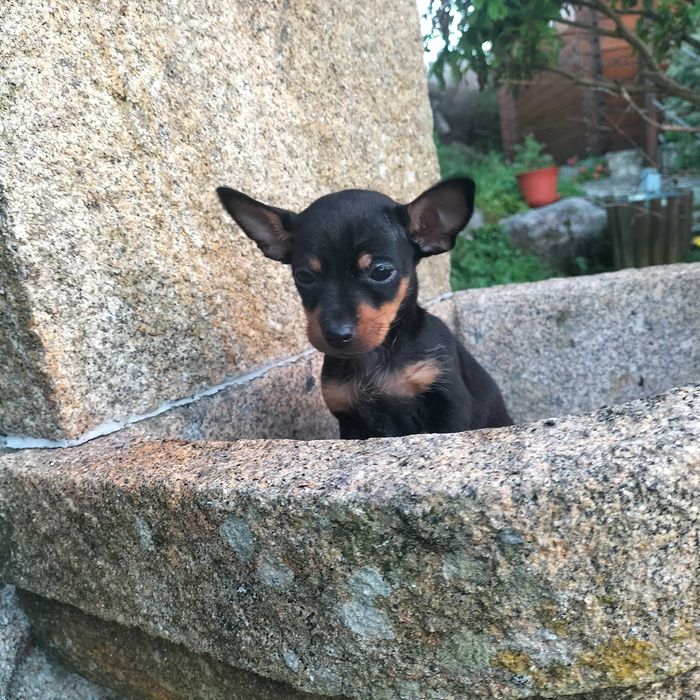 Pincher fêmea belíssima