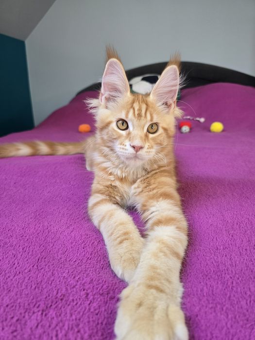 Przekochany kocurek Maine Coon