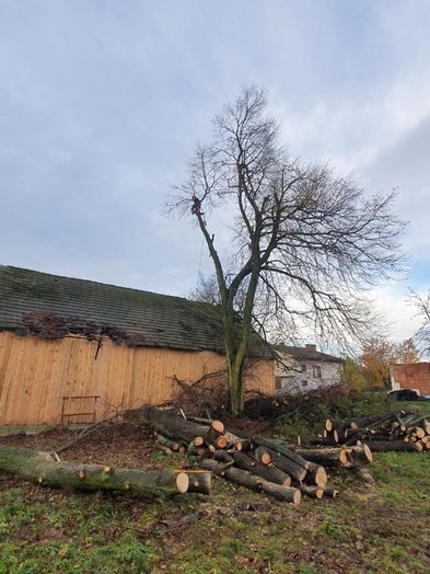 Wycinka drzew trudnych,usługi rebakiem,uslugi mulczerem pod budowe