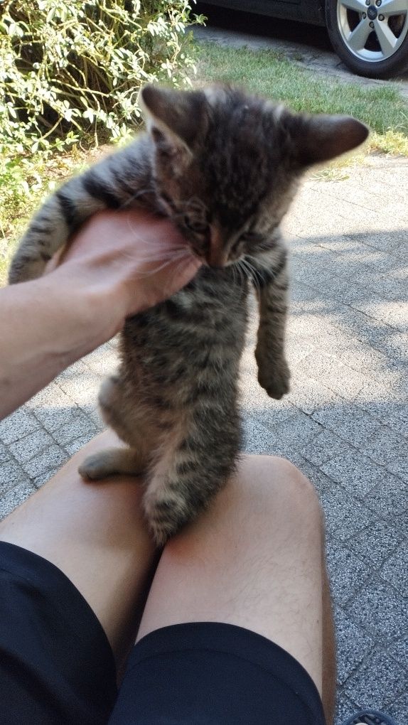 Oddam kotke w dobre ręce