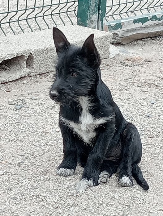 Podengo  mini  caça  bravaças