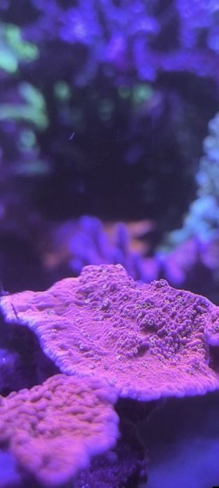 Vários frags corais