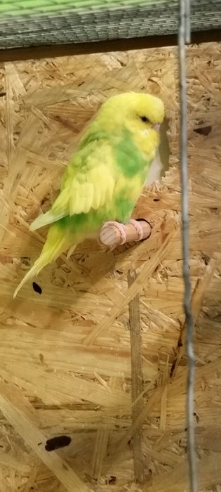 Witam sprzedam papugi faliste w różnych kolorach