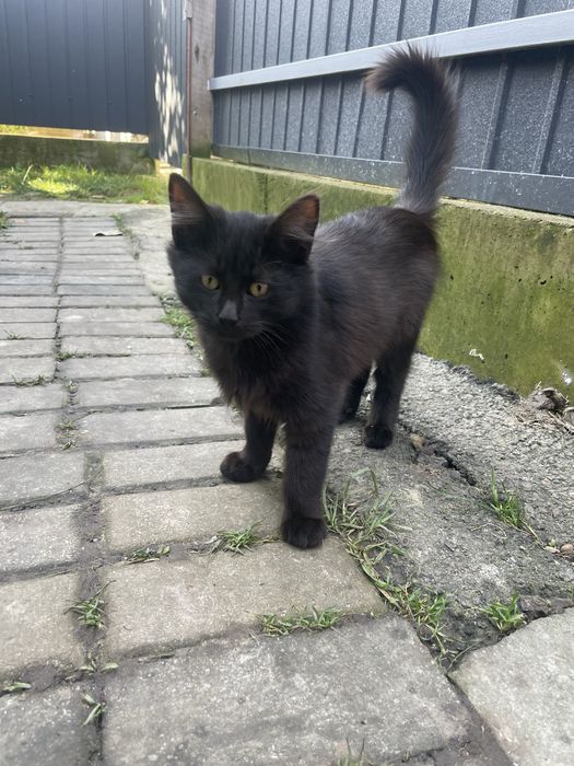 Віддам кошенят у добрі руки