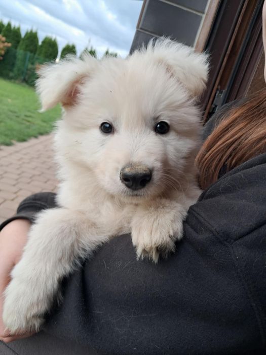 Biały Owczarek Szwajcarski