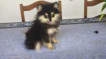 Lulu da Pomerânia (fêmea) disponível