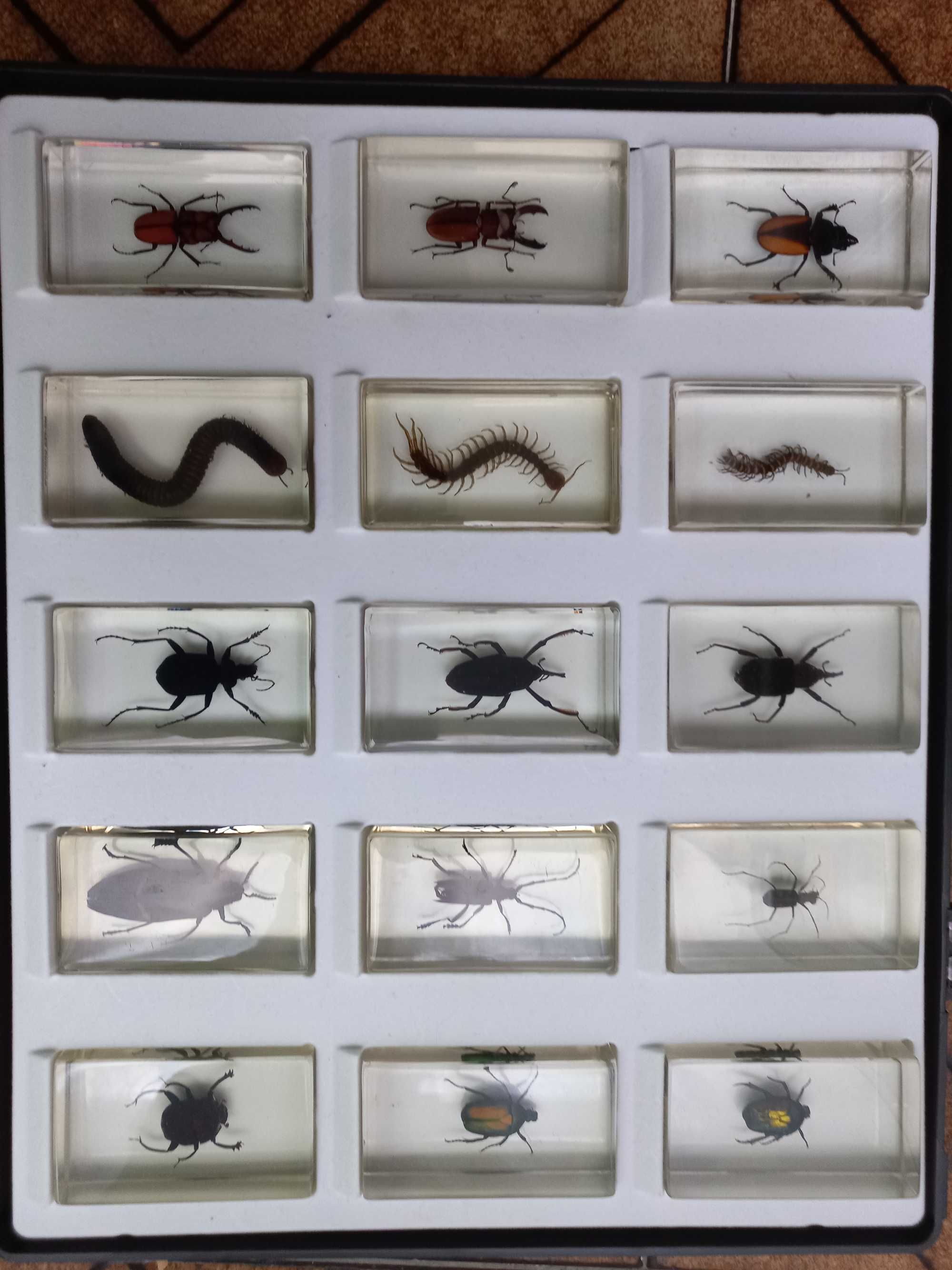 Coleção de insectos!