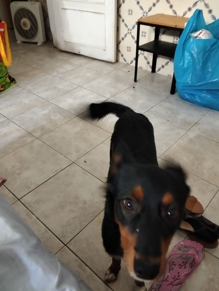 Dou cadela para adoção