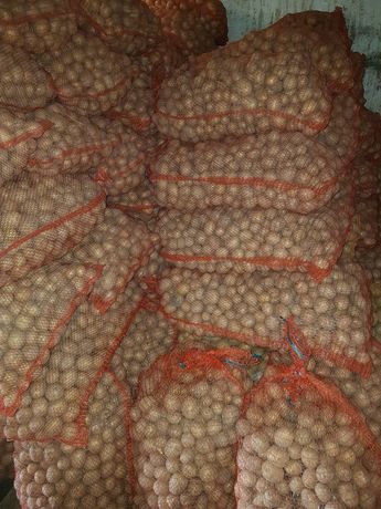 Ziemniaki jadalne  Gala  ( wielkość sadzeniaka)