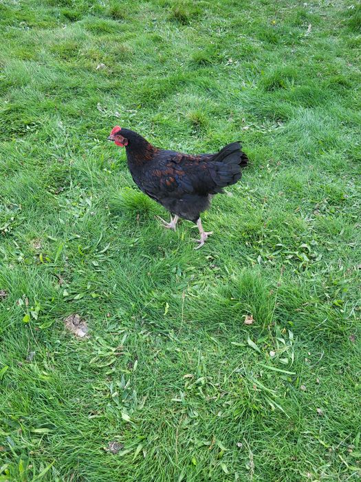 Kury/kogutki marans