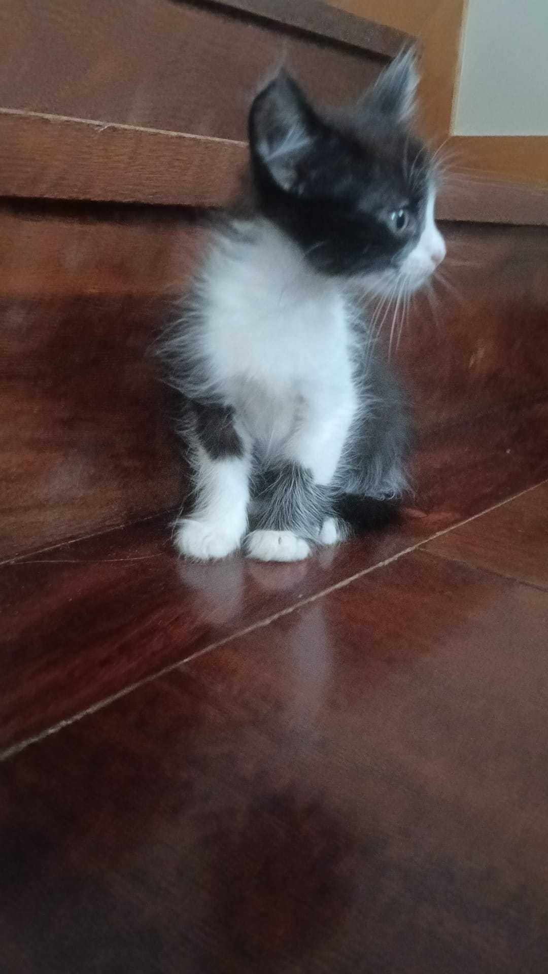 Gatinhos Bébes para Adopção