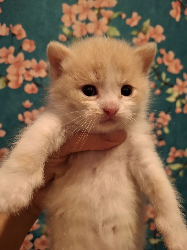 Продам маленьких котят