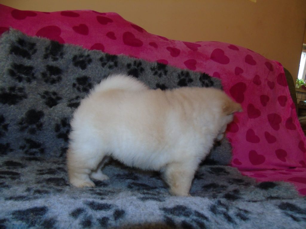 Suczka chow chow